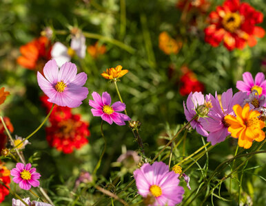 Miniatura: Kwiaty, które przyśpieszą nadejście...