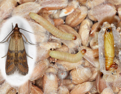 Miniatura: Wlej do miseczki i schowaj w szafce. Ten...