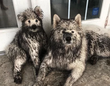 Miniatura: Te psy skradły serca internautów....