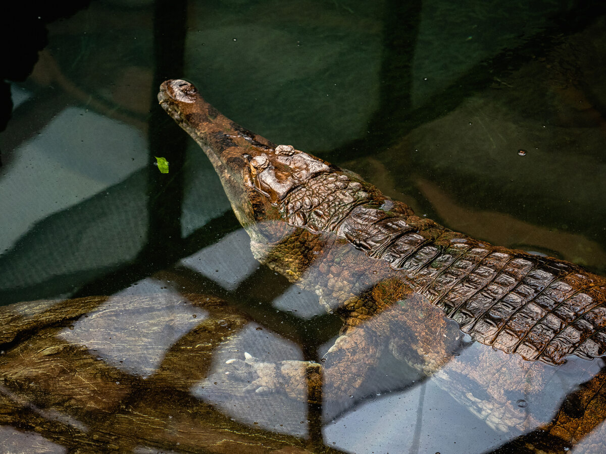 Krokodyl gawialowy Kraken z łódzkiego zoo Łódzkie orientarium zamieszkuje rekordowych rozmiarów krokodyl gawianowy Kraken. Nie należy on do specjalnie żywiołowych. Podczas mojego pobytu nie zamierzał ruszać się z miejsca. Aktywniejsza była za to jego mniejsza