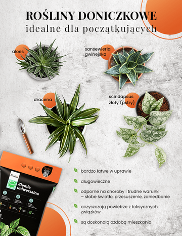 Rośliny doniczkowe idealne dla&nbsp;początkujących &ndash; infografika