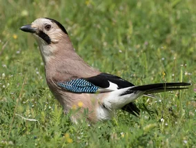 Miniatura: QUIZ. Rozpoznasz ptaki występujące w...