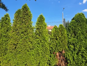 Miniatura: Tuje przestają być numerem jeden w...