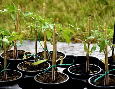 Miniatura: Wystawiasz pomidory na słońce? Możesz je...