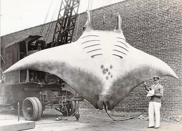 Manta 