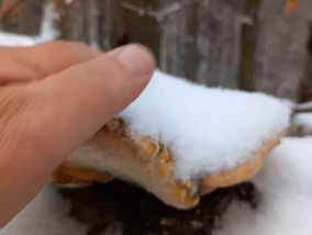 Grzybobranie w grudniu? Nie zgadniecie, co skrywają leśne ścieżki