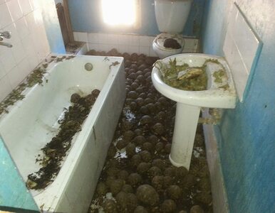 Miniatura: 10 000 zagrożonych żółwi w mieszkaniu na...