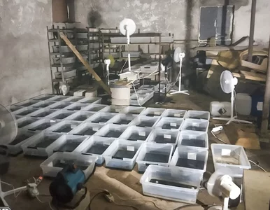 Miniatura: Zorganizowali w stodole wytwórnię...