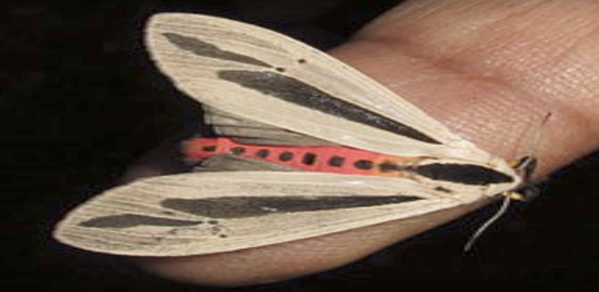 Creatonotos gangis 