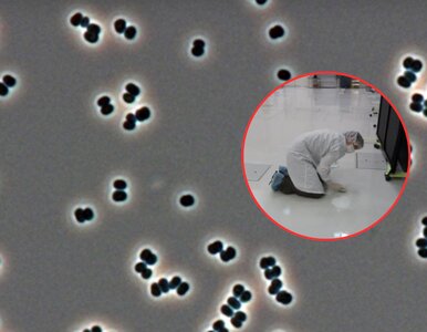 Miniatura: Nieznana bakterie w halach NASA....