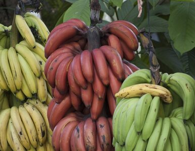 Miniatura: Banany – skąd pochodzą, dlaczego warto je...