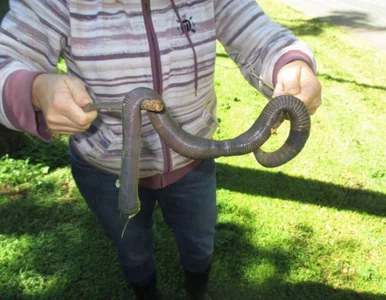 Miniatura: Po intensywnych ulewach wyszła z domu....