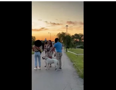 Miniatura: Pies Polki dotkliwie pogryzł krocze...