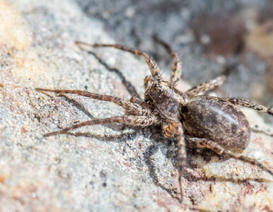 Miniatura: „Inwazja” pająków kątników. Może się ich...