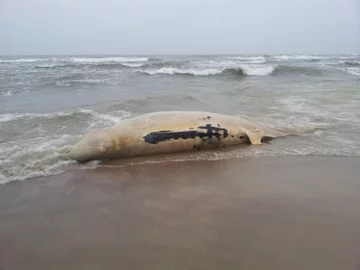 Na plaży w Unieściu odkryto zwłoki Wala butelkonosego (fot. hel.univ.gda.pl/Sebastian Barszczewski, Dariusz Kruk, Krzysztof E. Skóra)