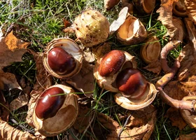 Miniatura: Quiz z wiedzy ogólnej. Pytamy o hasła na...