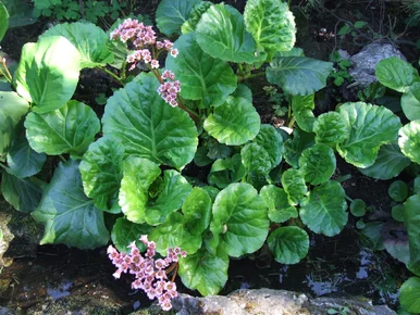 Miniatura: Mróz, cień, słaba ziemia? Bergenia...