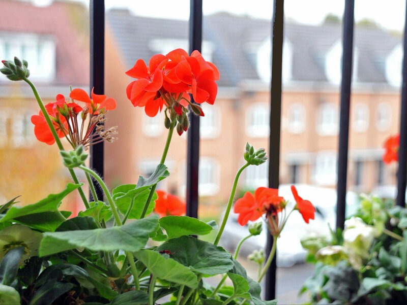 Sposoby na zimowanie pelargonii
