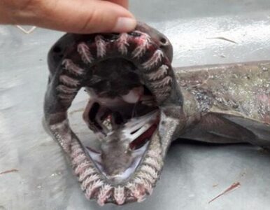 Miniatura: U wybrzeży Algarve wyłowiono „rekina ery...