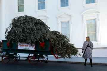 Melania Trump odebrała choinkę 