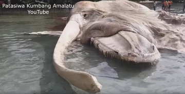 Rozkładające się szczątki ogromnego zwierzęcia 