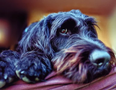 Miniatura: Czy pies rozpoznaje swoje imię? Lekarka...