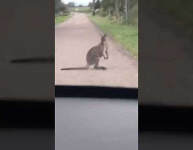 Miniatura: Kangur na środku drogi na Mazurach....