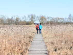 Miniatura: Turyści z Mazowsza zgubili się na bagnach....