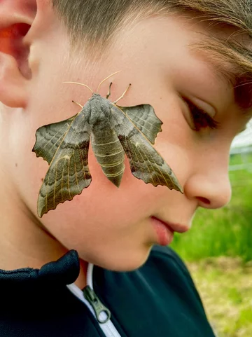 Chłopiec z gigantyczną ćmą 