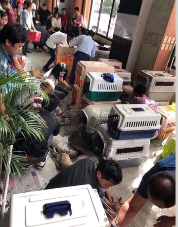 Padłe psy na wystawie w Marikina City 