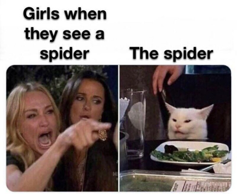 1. Dziewczyny, kiedy zobaczą pająka. 2. Pająk 