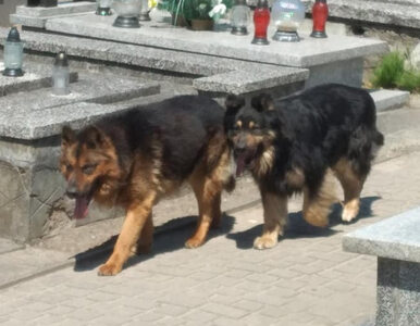 Miniatura: Psy zaatakowały na cmentarzu w Żychlinie....
