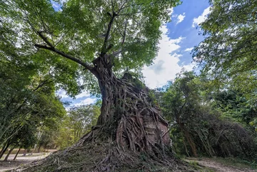 Świątynia Daem Chrei  w Sambor Prei Kuk, Kambodża 