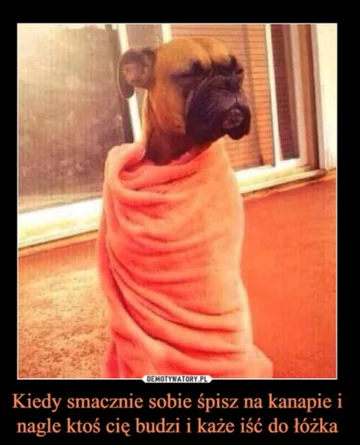 Mem z okazji Dnia Psa 