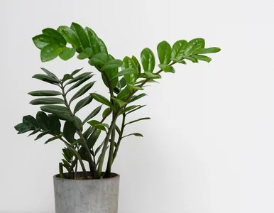 Miniatura: Odkryłam trik, który ratuje zamiokulkasa...