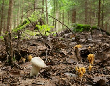 Miniatura: Nietypowy grzyb znaleziony w polskim...