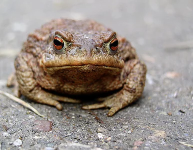 Miniatura: Ropuchy na drodze kibiców