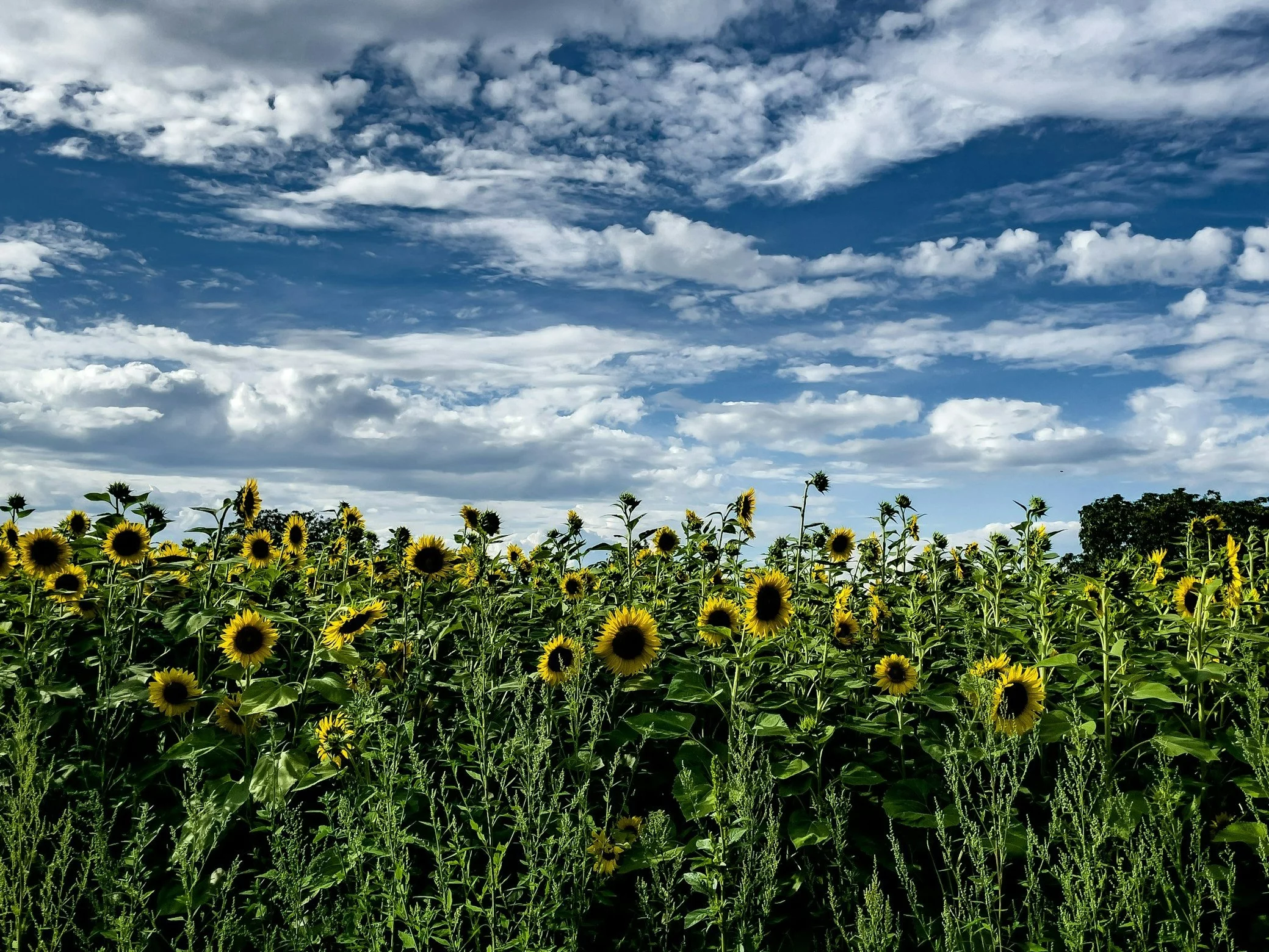 Przysłowia polskie z miesiącami. Chylimy czoła, jeśli zgarniesz 8/10