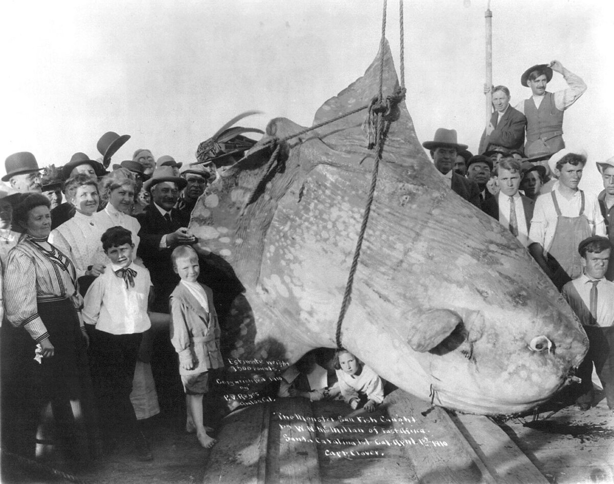 Samogłów wyłowiony w 1910 u wybrzeży Kalifornii Osobnik na zdjęciu ważył ok. 1,6 tony.