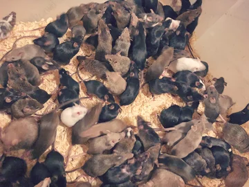 Myszy znalezione w mieszkaniu we Wrocławiu 