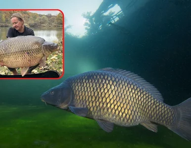 Miniatura: Ten wędkarz prawie spełnił marzenie...