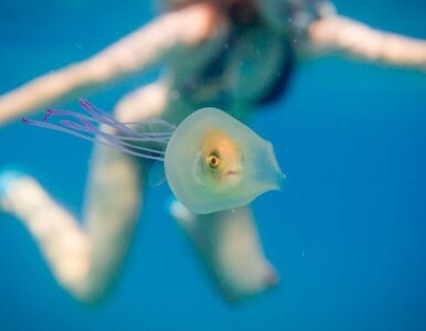 Miniatura: Ryba uwięziona w meduzie podbija internet....