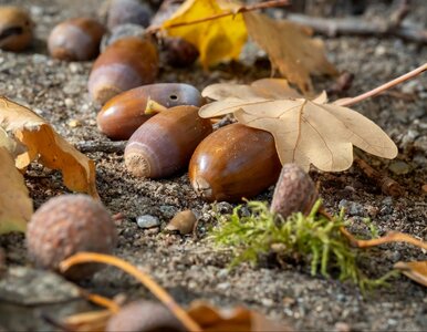 Miniatura: QUIZ z przyrody Polski. Sprawdź, jak...