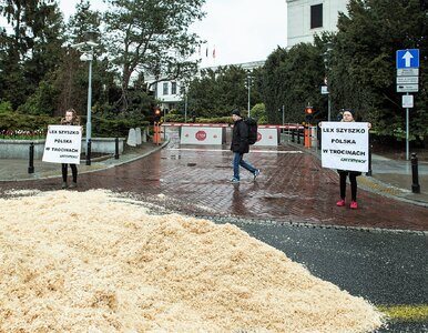 Miniatura: Góra trocin przed Sejmem. Greenpeace nie...