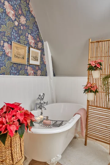 Poinsecja znana także jako gwiazda betlejemska 