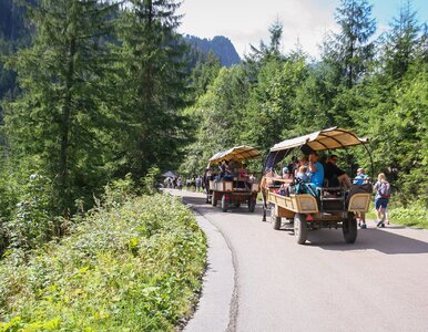 Miniatura: Kolejki w drodze na Morskie Oko. Turyści...