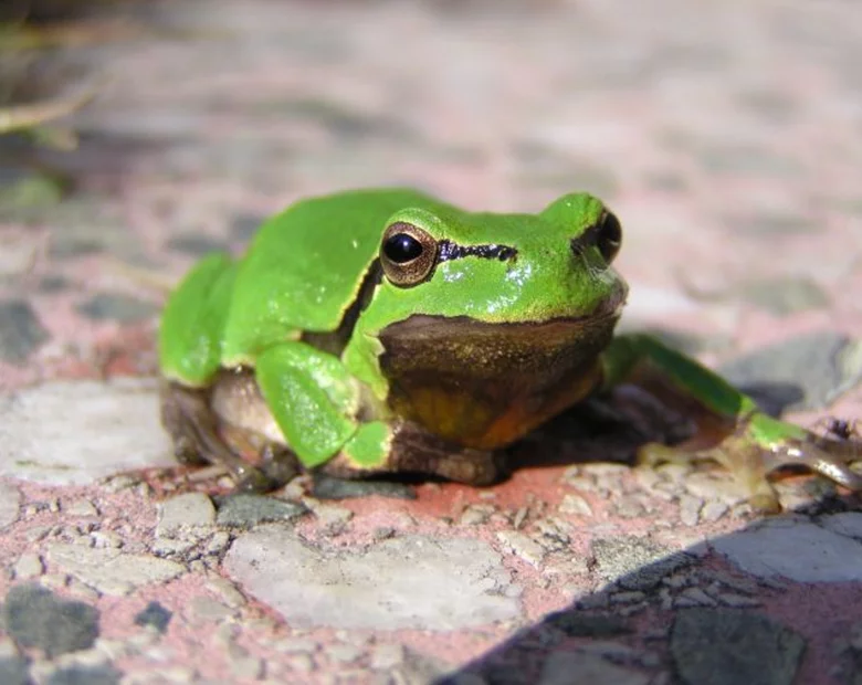 Miniatura: Koniec świata się zbliża, bo... znikają żaby?