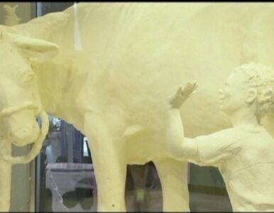 Miniatura: 200 kilogramów masła, czyli rzeźba... krowy