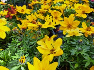 Bidens