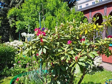 Krzew rododendronu na działkach 